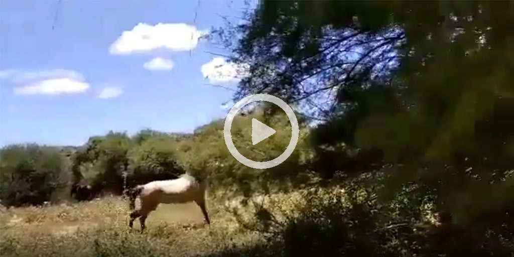 PACMA ha aportado un vídeo de los caballos atados.