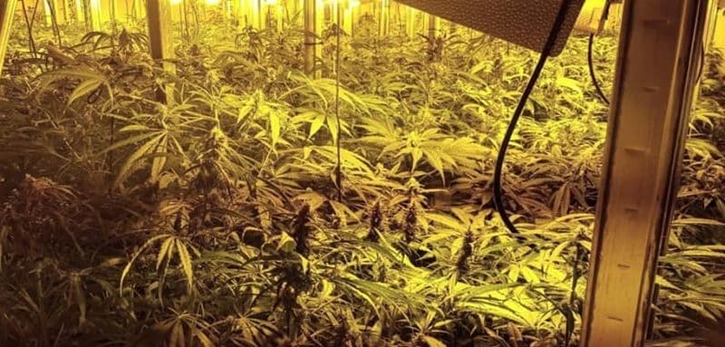 Foto del interior de la nave donde se cultivaba cannabis.