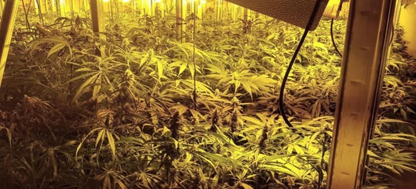 Foto del interior de la nave donde se cultivaba cannabis.