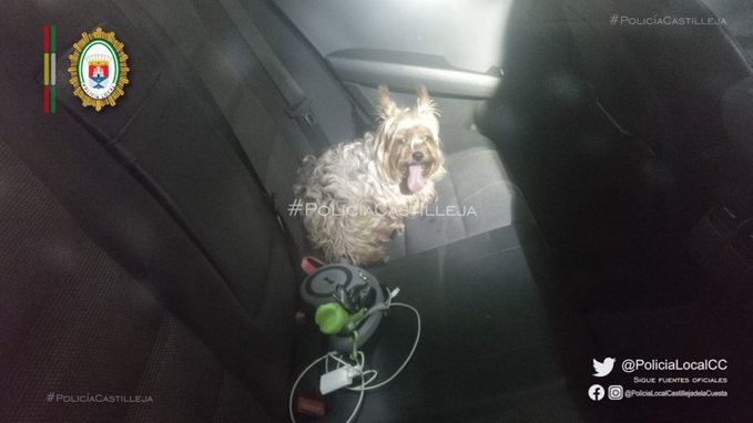 Imagen del perro que se encontraba encerrado en el vehículo. Foto de la Policía Local.