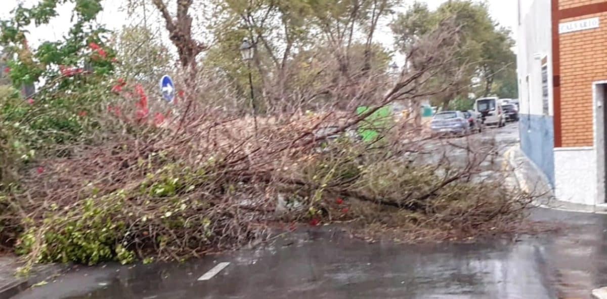 Árbol abatido por el viento en Camas. Foto del Ayuntamiento.