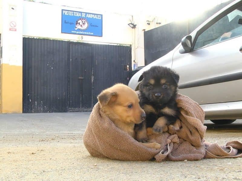 Foto de archivo de dos perros abandonados.