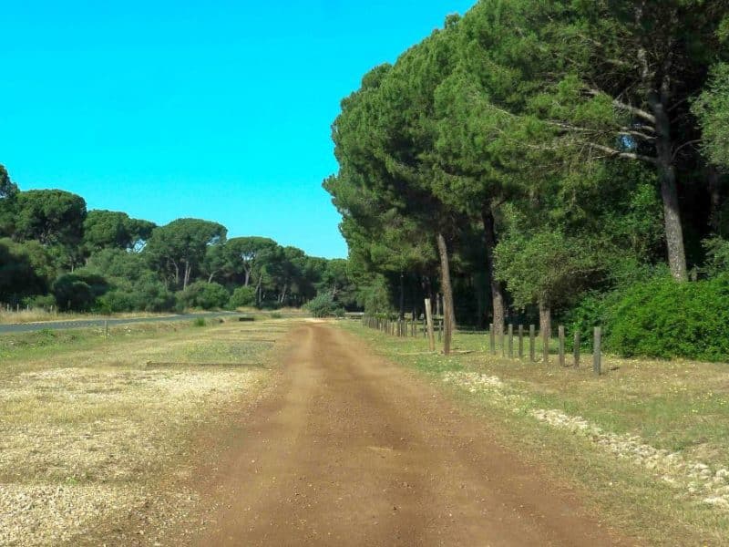 Imagen de los pinares de la Puebla del Río. Imagen e la Junta de Andalucía.