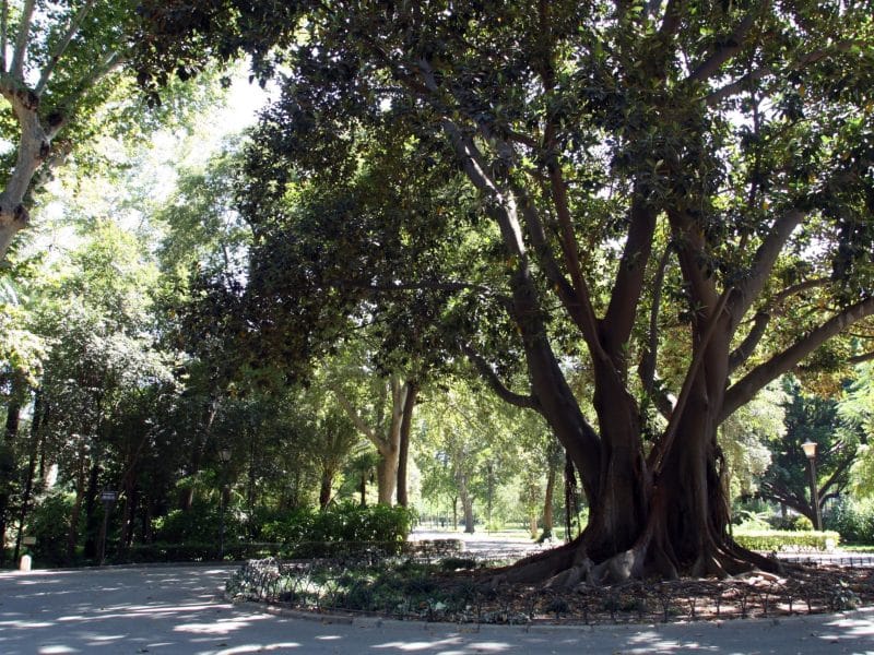 Parque María Luisa en Sevilla