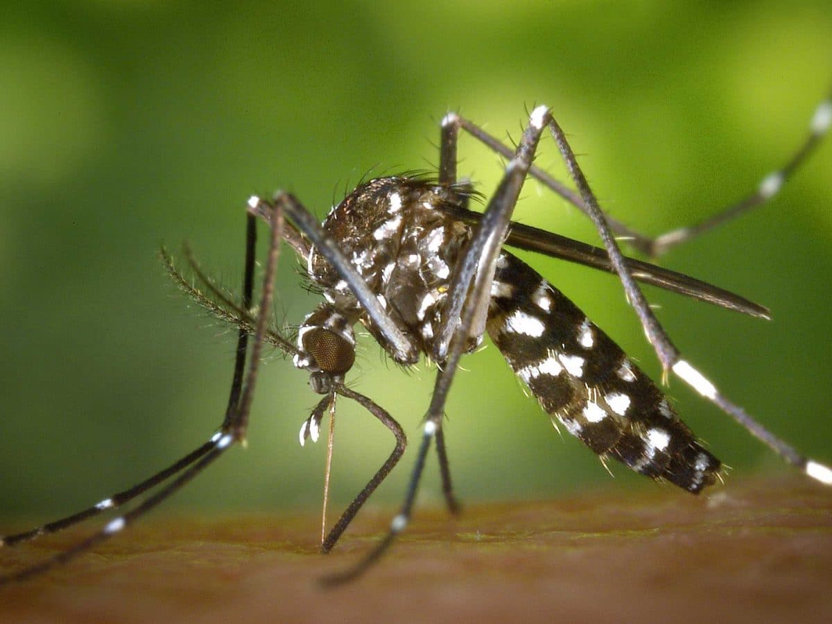 Mosquito transmisor del virus del Nilo Occidental