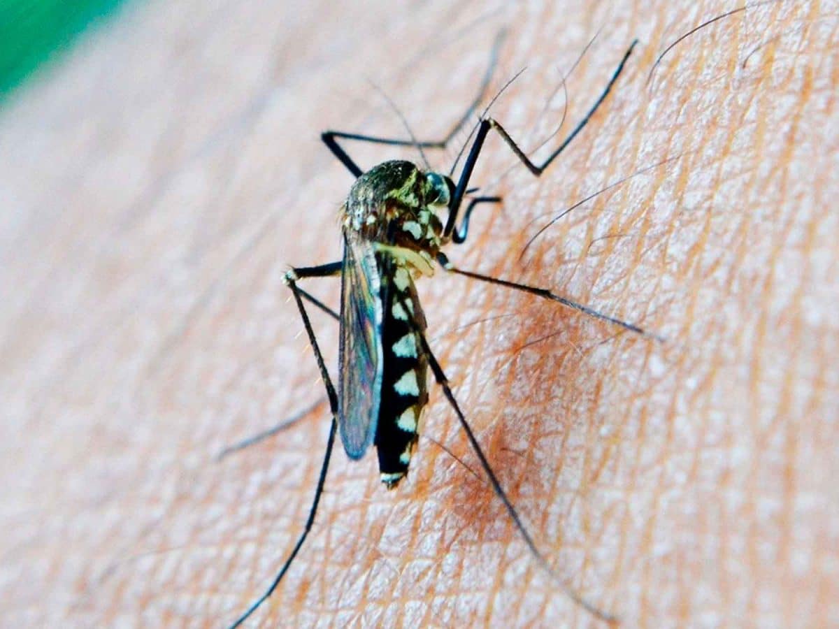 Archivo - Salud confirma la presencia del Virus del Nilo en los mosquitos capturados en Los Palacios y La Puebla del Río. - JUNTA DE ANDALUCÍA - Archivo