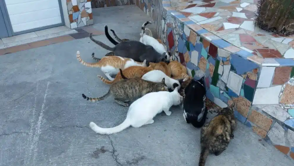 Archivo - Varios gatos de una colonia felina. - RRSS COLEGIO DE VETERINARIOS DE MÁLAGA - Archivo