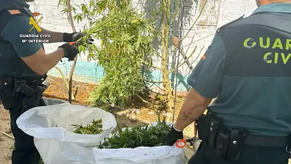 Agentes de la Guardia Civil desmantelando plantaciones de marihuana. - GUARDIA CIVIL