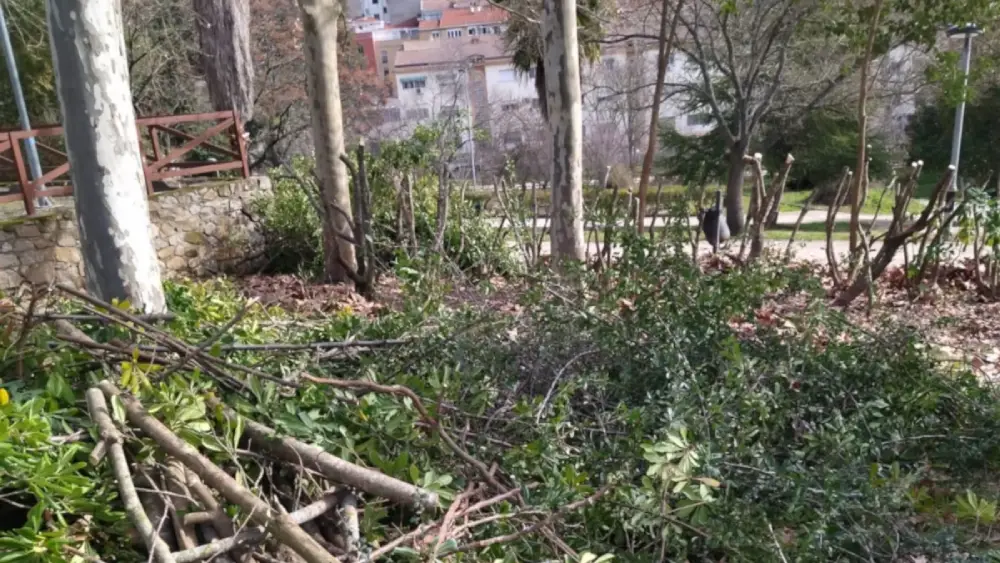 Las labores de poda de los árboles de Coria - Ayuntamiento de Coria